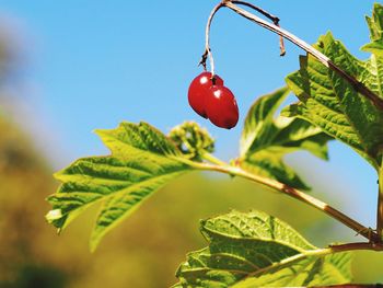 Low angle view of leaves