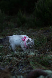 Dog in a field