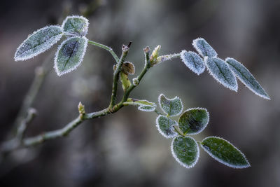 Frosty leaves cold whather