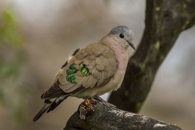 Close-up of bird perching on branch