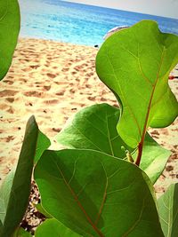 Close-up of leaves