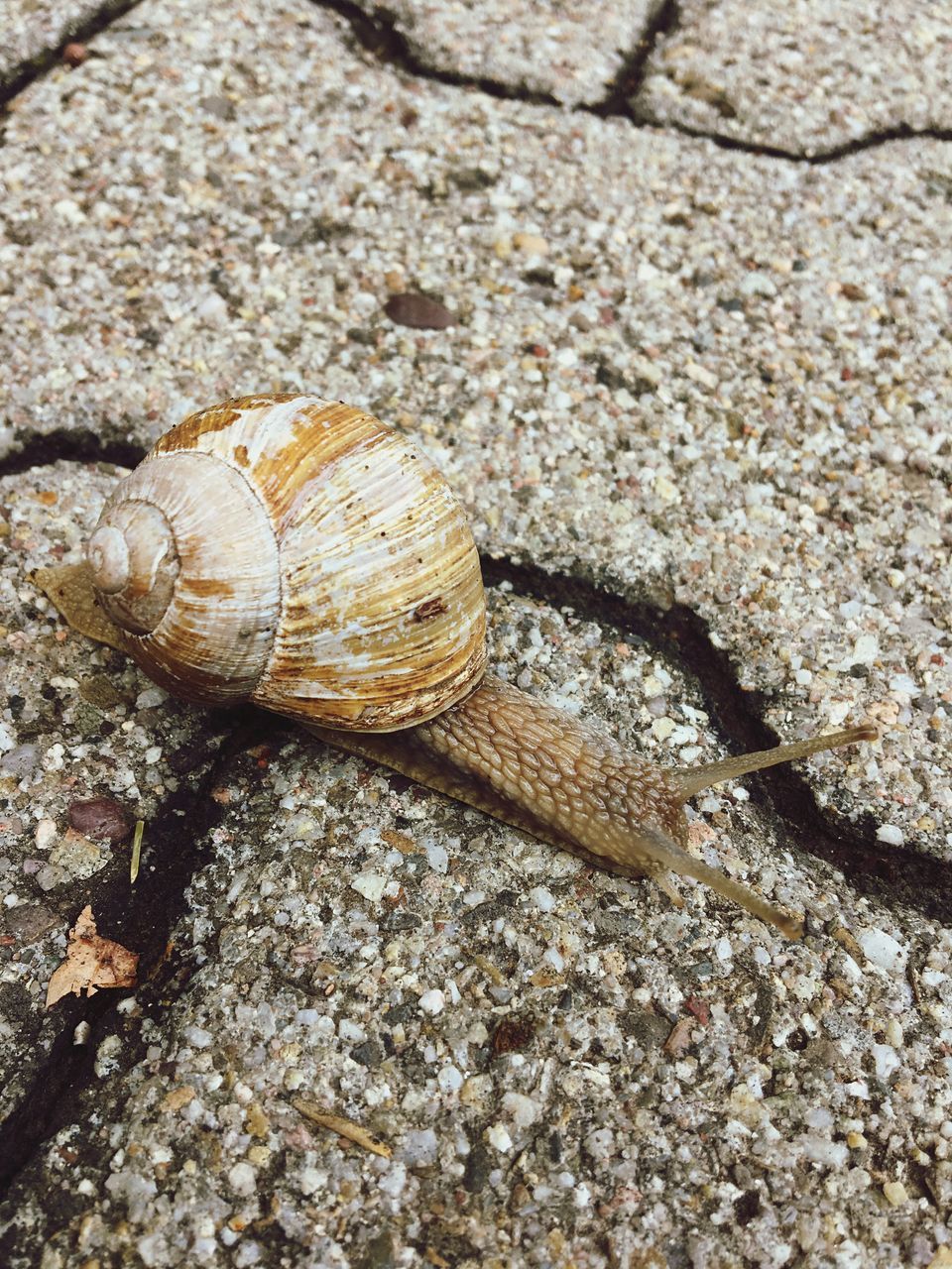 animal shell, one animal, animal themes, animals in the wild, snail, wildlife, gastropod, nature, day, no people, animal wildlife, outdoors, close-up, sea life, fragility, tortoise shell