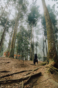 Rear view of man walking amidst trees in forest