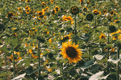 Yellow flowers blooming on field