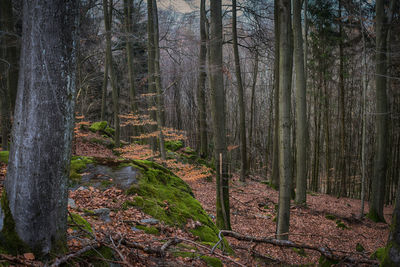 Trees growing in forest