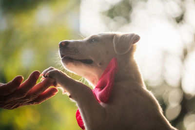 Close-up of dog