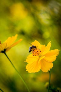 Close-up of insect on yellow flower