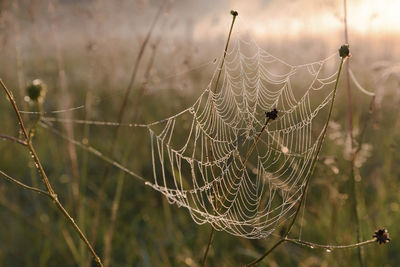 Close-up of wet spider web on plant