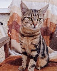 Cat resting on bed