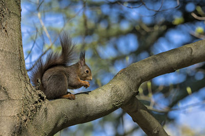 Low angle view of squirrel on tree