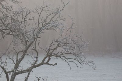 Bare trees on landscape