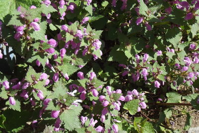 Close-up of purple flowering plants