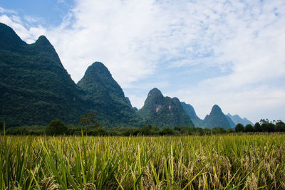 Rice fields in china in the province of yangshuo city.