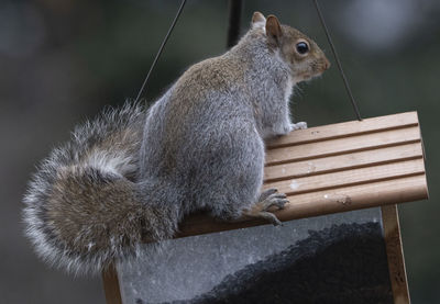 Close-up of squirrel sitting on bench