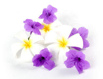 Close-up of purple flowers against white background