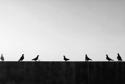 Silhouette birds perching against clear sky