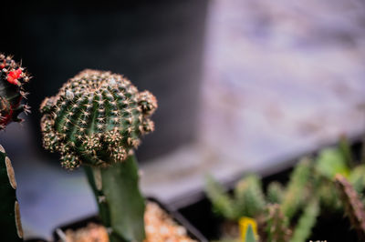 Close-up of cactus flower