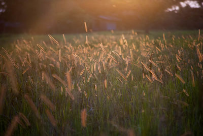 Close-up of wheat field