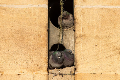 Black cat hanging on wall