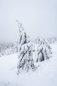 Scenic view of snow covered tree against sky