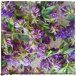 Full frame shot of purple flowers