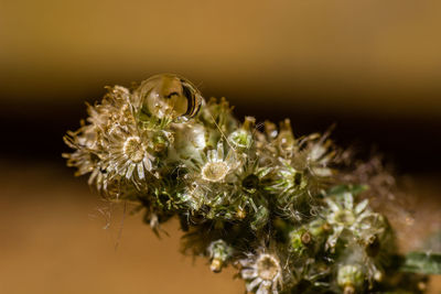 Close-up of insect on flower