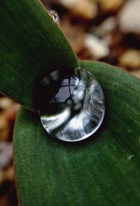 Close-up of leaf