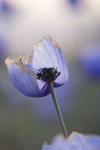 Close-up of purple flower