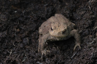 Close-up of frog on land