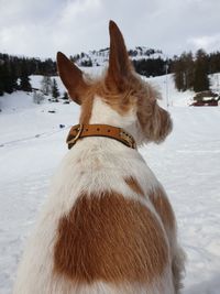 View of a horse on snowy field