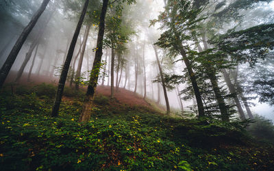 Trees in forest
