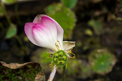 Close-up of pink flower