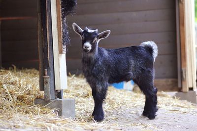 A little baby goat 