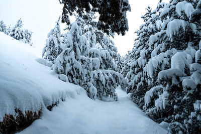 Snow covered land and trees against sky