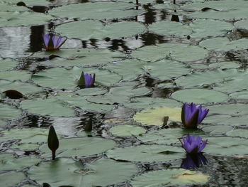 High angle view of water lily in lake