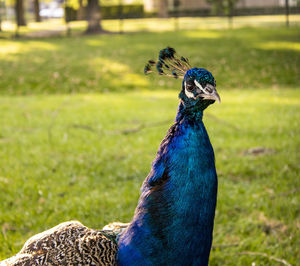 Close-up of a peacock