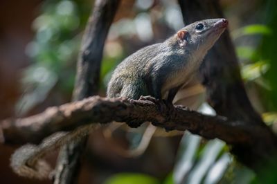 Close-up of bird perching on branch