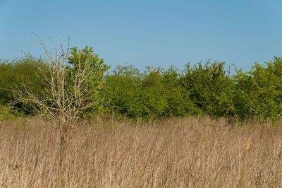 Scenic view of field against clear sky