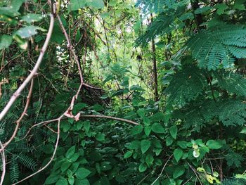 Ivy growing on tree in forest