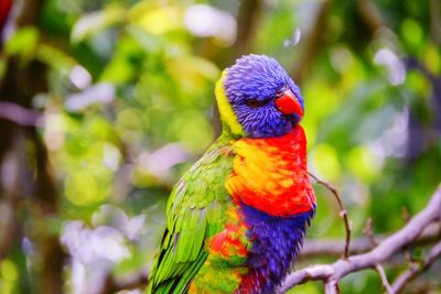 Close-up of parrot perching on leaf