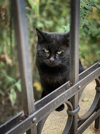 Portrait of black cat