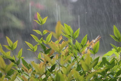 Close-up of plant growing in lake