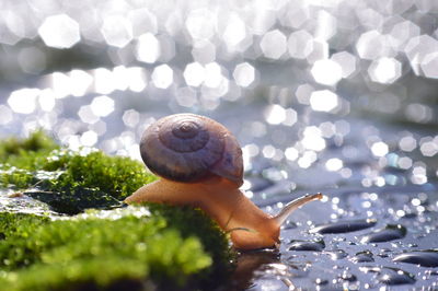 Close-up of snail in the puddle