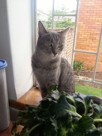 Portrait of cat sitting on window sill