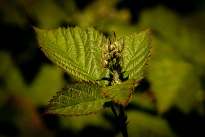 Close-up of green leaves