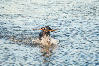 Dog carrying branch in mouth on sea