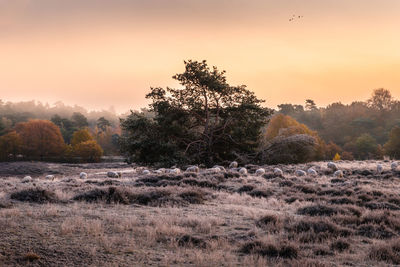 Trees on field against sky during sunset