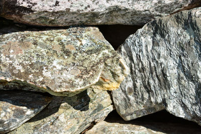 Close-up of lizard on rock