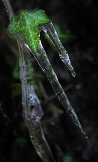 Close-up of raindrops on leaf against black background