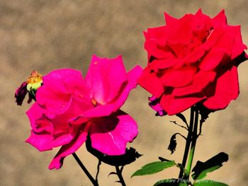 Close-up of pink roses on plant